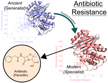 Enzyme evolution resulting in antibiotic specificity and increased resistance.