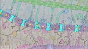 Protein Dynamics Illustration and Analogy